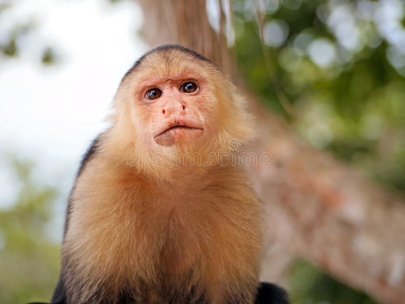 Macaco Branco-enfrentado Do Capuchin Imagem de Stock - Imagem de queimado,  primata: 31492765