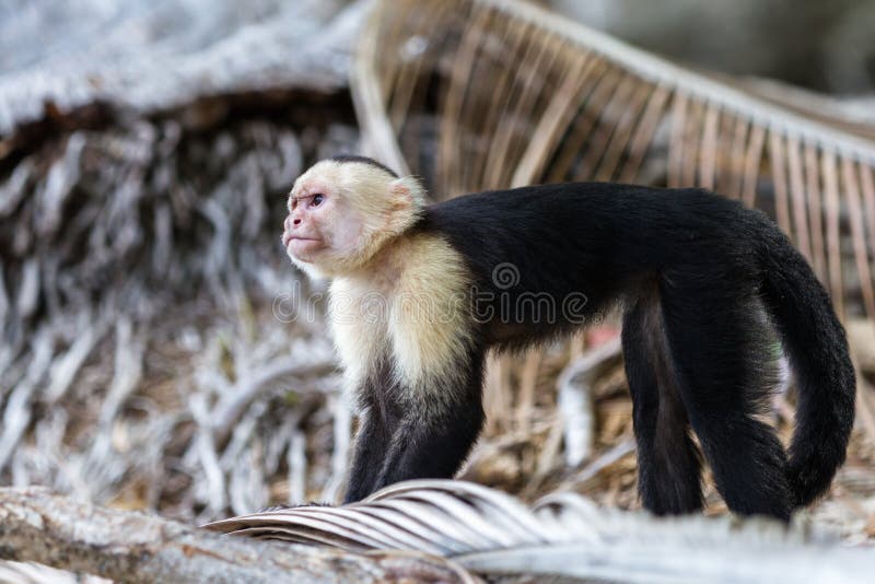 Macaco Branco-enfrentado Do Capuchin Imagem de Stock - Imagem de queimado,  primata: 31492765