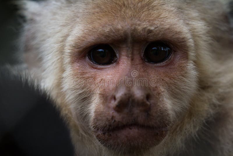 Macaco Branco-enfrentado Do Capuchin Imagem de Stock - Imagem de queimado,  primata: 31492765