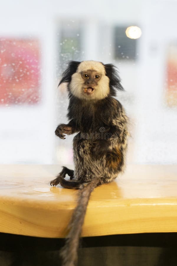 Macaco sagui brincando nos galhos das árvores