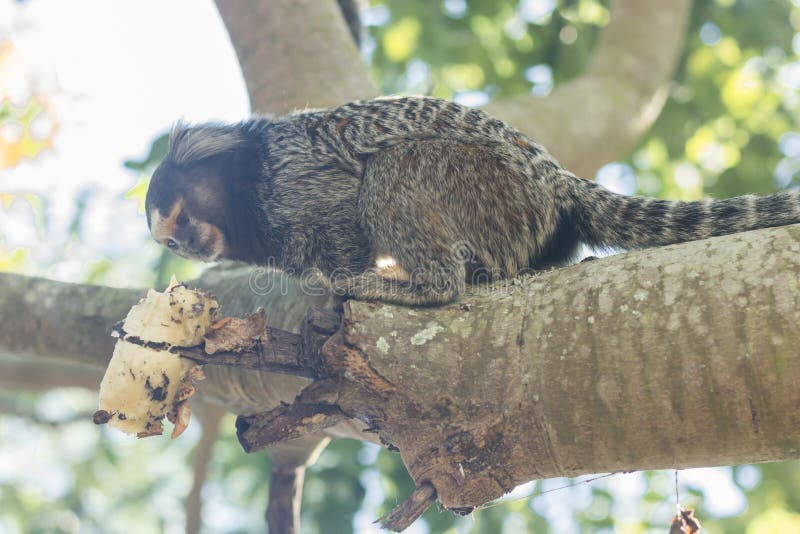 File:Macaco Sagui posando para foto na trilha.jpg - Wikimedia Commons