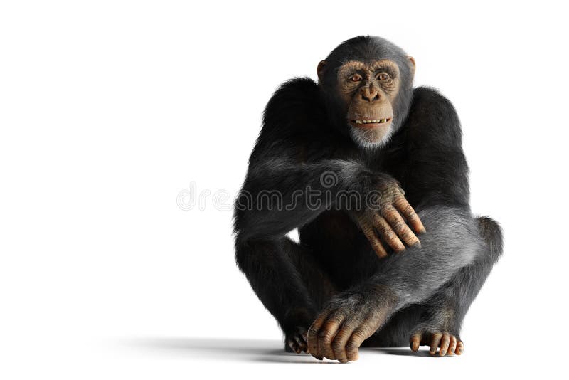 Macaco Chimpanzé No Ramo Do Perfil Foto de Stock - Imagem de endangered,  floresta: 183050238