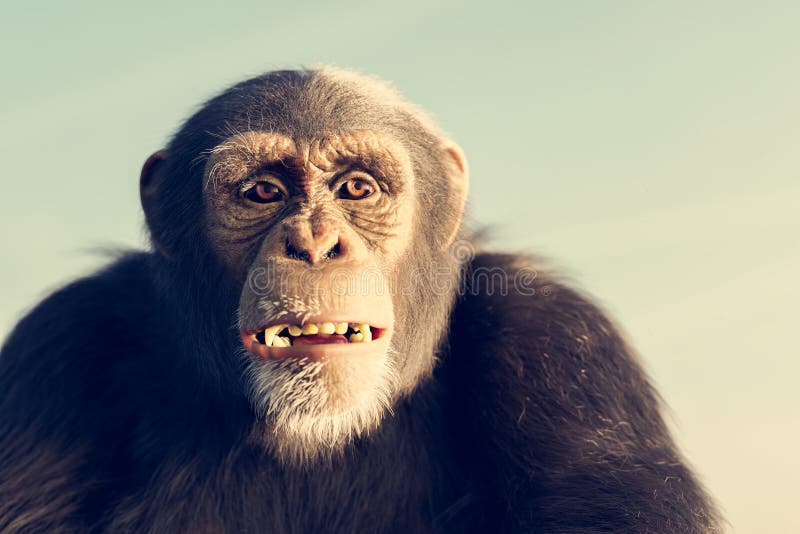 Macaco Chimpanzé Retrato Ao Ar Livre Foto de Stock - Imagem de dentes,  animal: 272533470