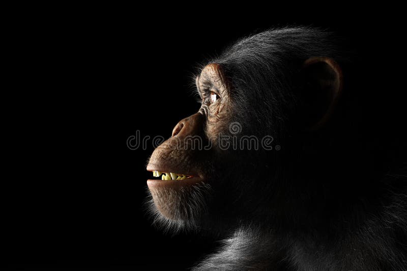 Macaco Chimpanzé Retrato Ao Ar Livre Foto de Stock - Imagem de dentes,  animal: 272533470