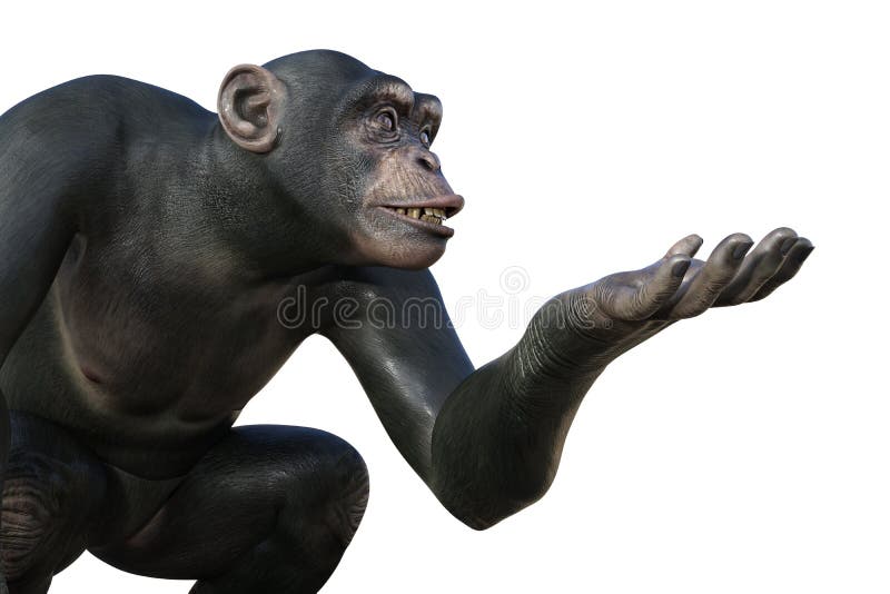 Ilustração Do Macaco Chimpanzé Ilustração Stock - Ilustração de estar,  reserva: 262269091