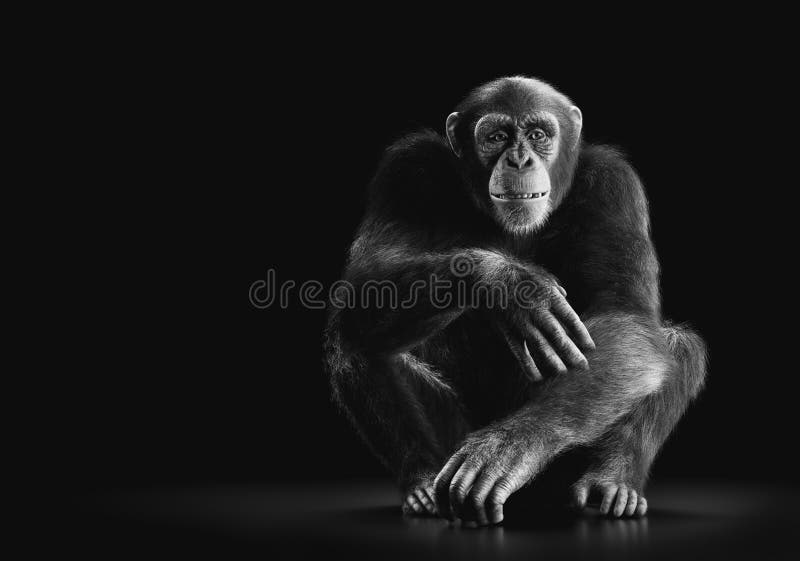 Macaco Chimpanzé Retrato Ao Ar Livre Foto de Stock - Imagem de dentes,  animal: 272533470