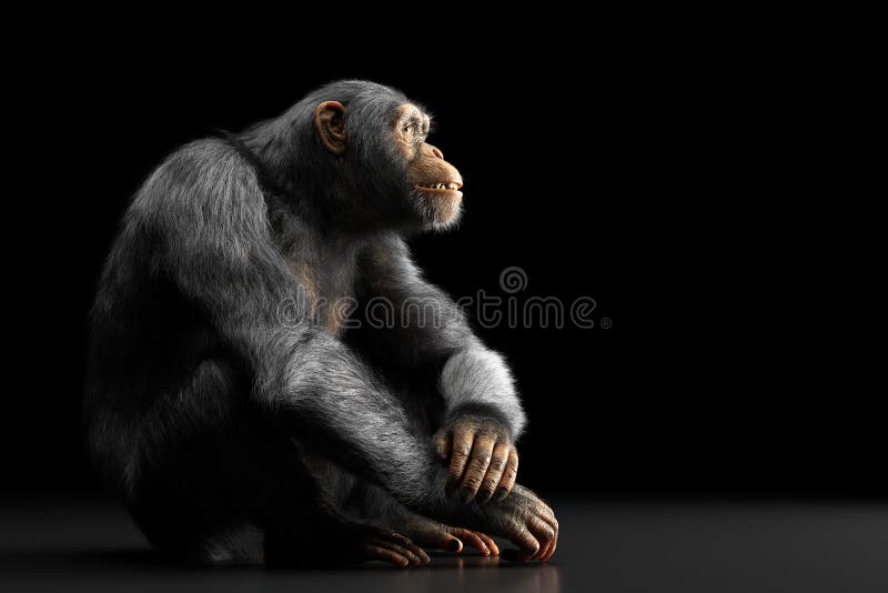 Macaco Chimpanzé Retrato Ao Ar Livre Foto de Stock - Imagem de dentes,  animal: 272533470