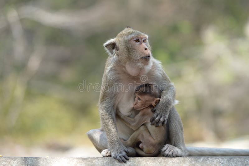 19,594 Fotos de Stock de Macaco Branco Da Cara - Fotos de Stock Gratuitas e  Sem Fidelização a partir da Dreamstime