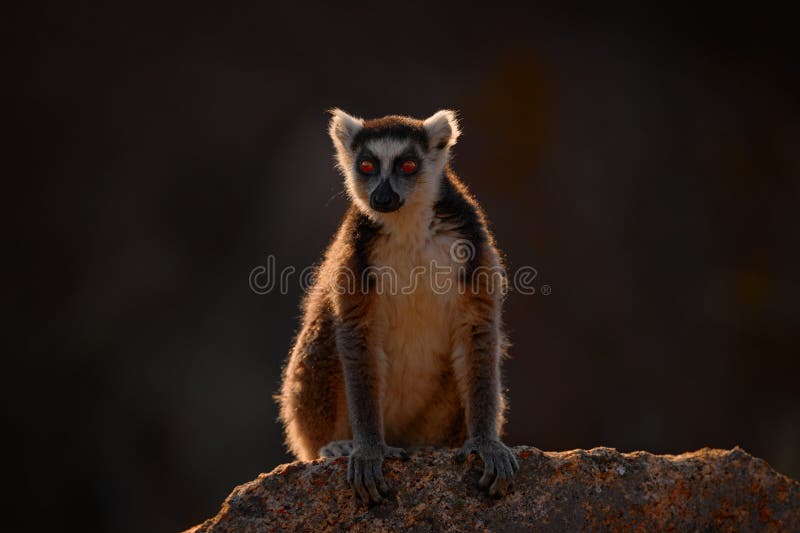 46,202 Fotos de Stock de Macaco De Balanço - Fotos de Stock Gratuitas e Sem  Fidelização a partir da Dreamstime - Página 12