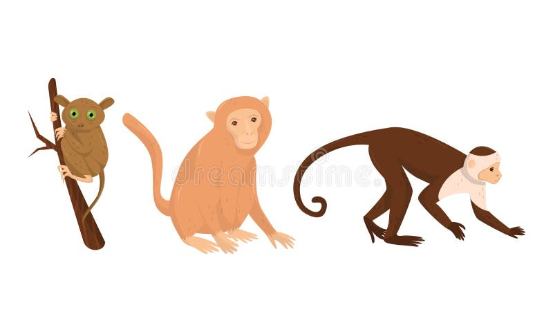 Vetores de Complemente O Macaco Com Um Quadro Simétrico E Pinteo