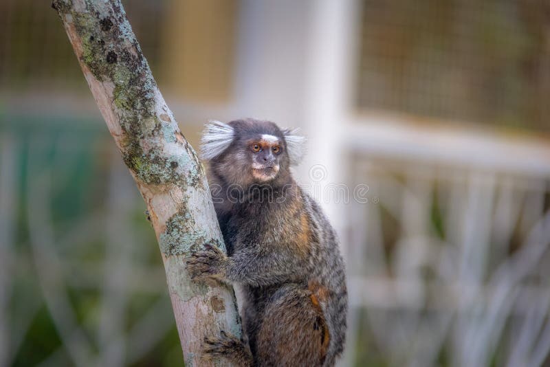 Macaco Sagui Na Floresta Tropical Do Rio De Janeiro Foto de Stock - Imagem  de habitat, exterior: 255482272