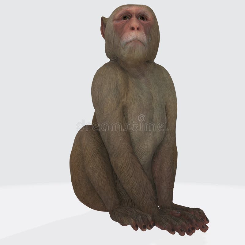 147.072 imagens, fotos stock, objetos 3D e vetores de Macaco do