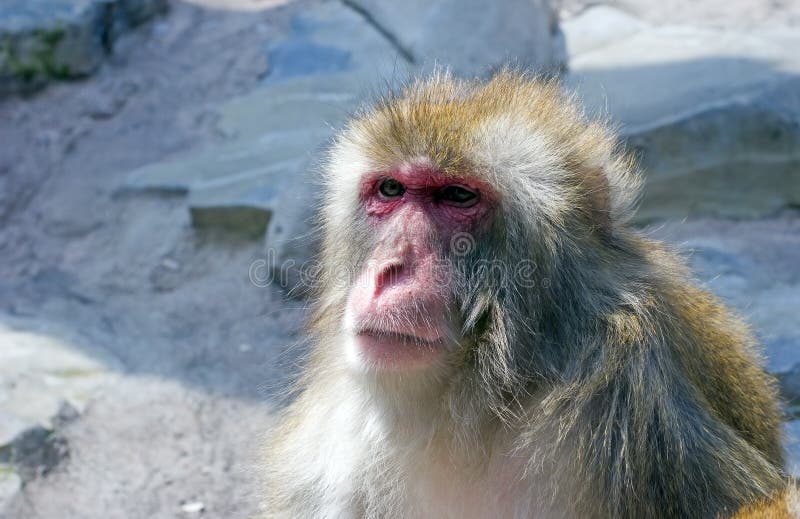 Macaco-da-neve foto de stock
