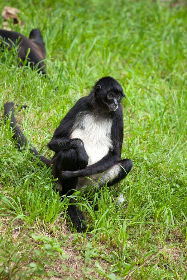 Macaco-aranha (Ateles belzebuth) - Ambientebrasil - Ambientes