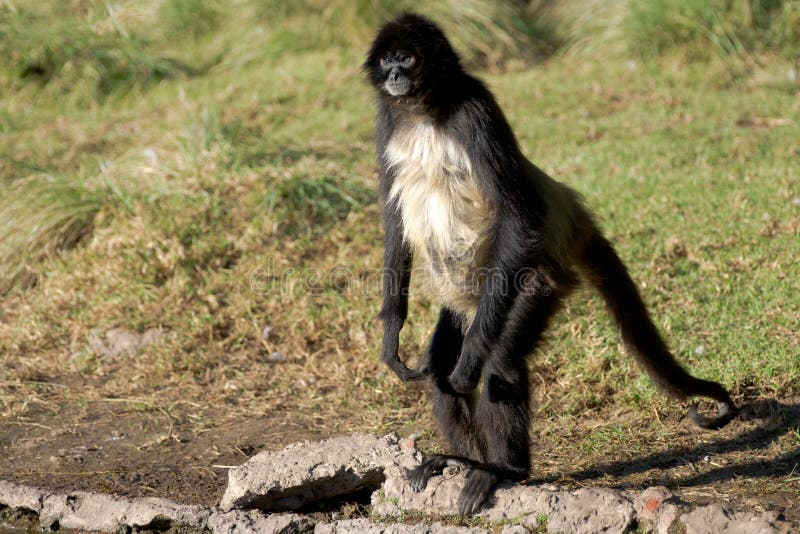 Macaco-aranha (Ateles belzebuth) - Ambientebrasil - Ambientes