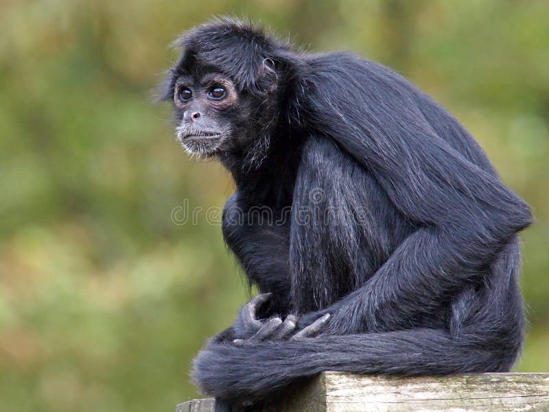 File:Macaco Aranha Preto (Ateles Piniscus).JPG - Wikimedia Commons