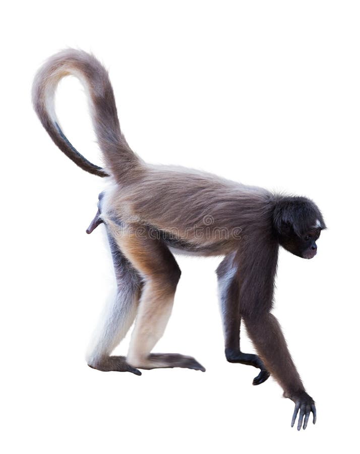 169 Macaco Aranha Fotos, Imagens e Fundo para Download Gratuito - Pngtree