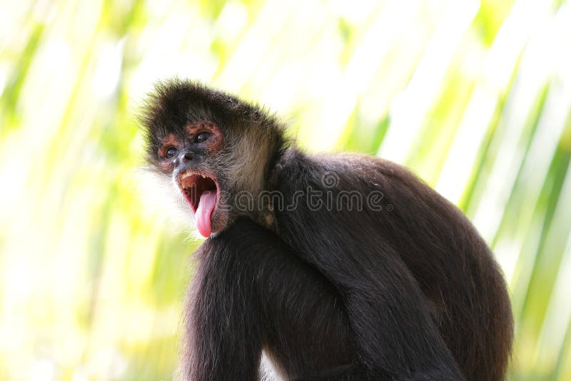 Macaco de aranha de Geoffroy (geoffroyi do Ateles) imagens de stock Macaco de aranha de Geoffroy (geoffroyi do Ateles) imagens de stock