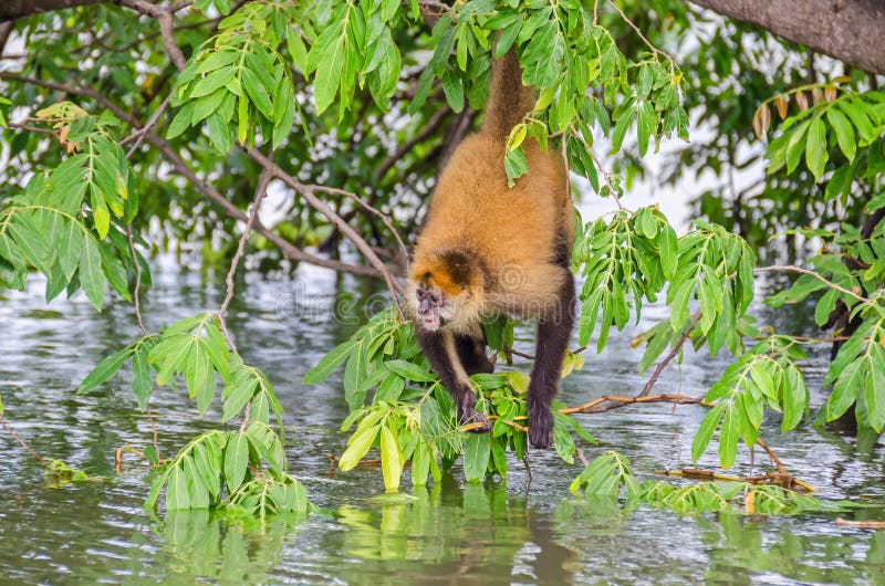 Macaco-aranha-de-geoffroy Fotografia, Fotos