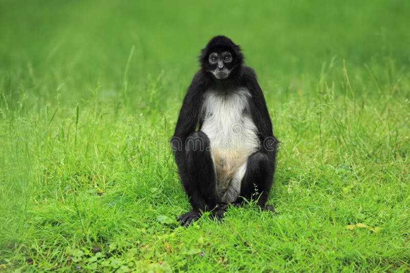 Macaco Primata Aranha - Imagens grátis no Pixabay - Pixabay