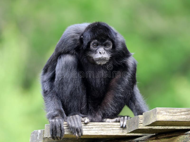 360+ Macaco Aranha Negro fotos de stock, imagens e fotos royalty