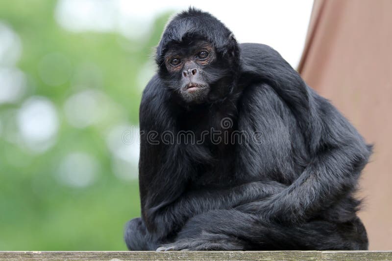 File:Macaco Aranha Preto (Ateles Piniscus).JPG - Wikimedia Commons