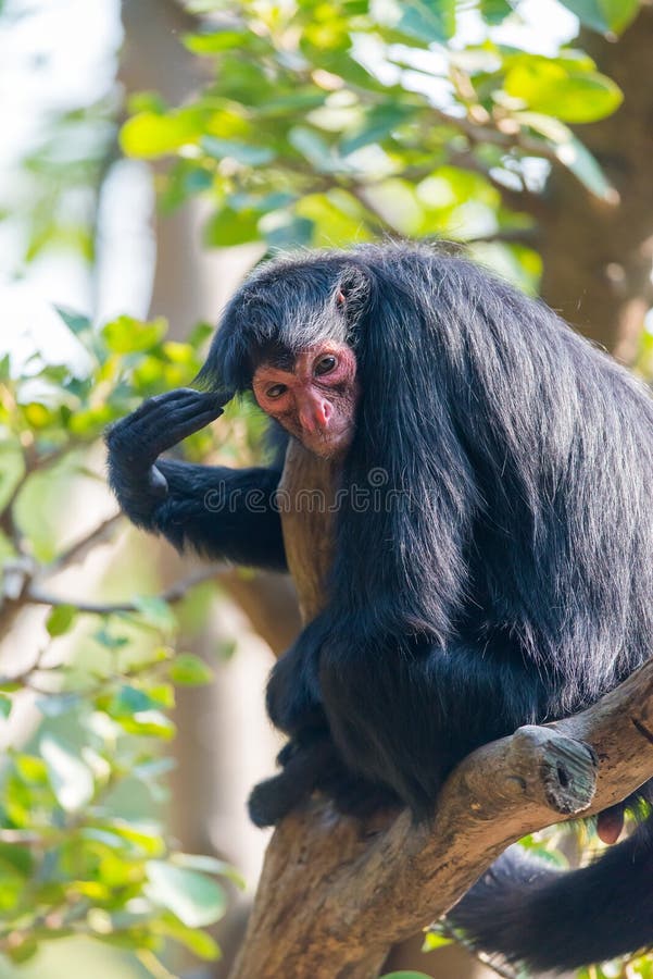 275 Fotos de Stock de Macaco Feio - Fotos de Stock Gratuitas e Sem