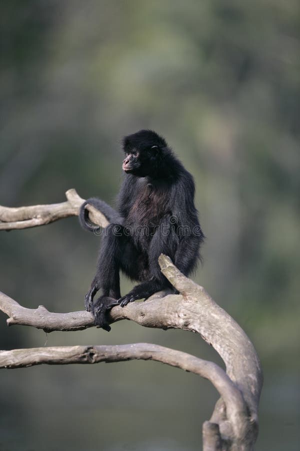 File:Macaco-Aranha (4260523680).jpg - Wikimedia Commons