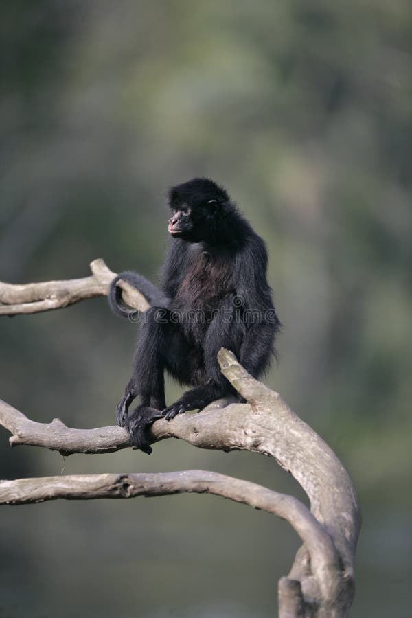 File:Macaco Aranha Preto (Ateles Piniscus).JPG - Wikimedia Commons