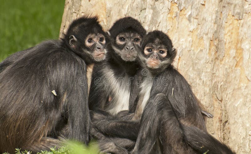 File:Macaco Aranha Preto (Ateles Piniscus).JPG - Wikimedia Commons