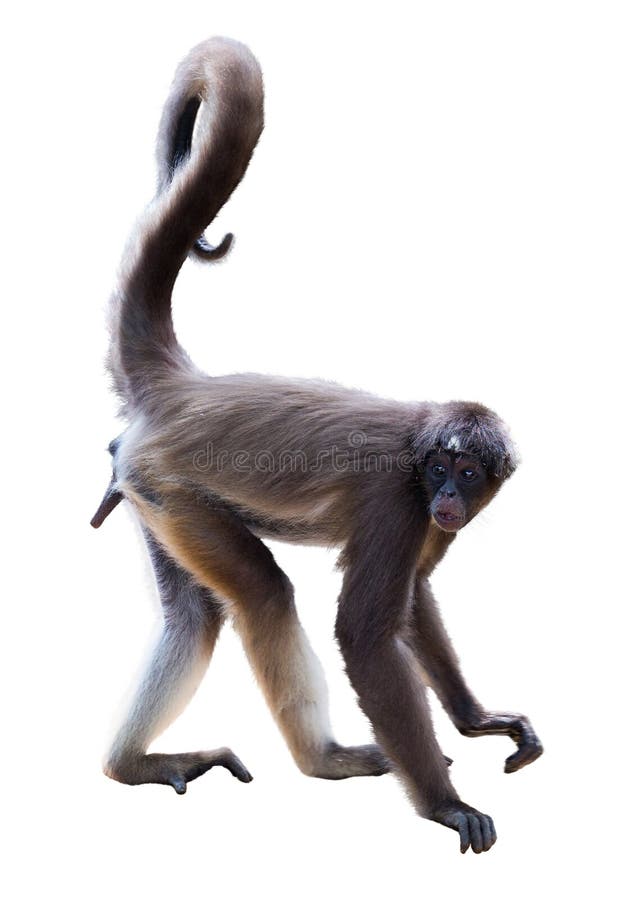 Macaco aranha hi-res stock photography and images - Alamy