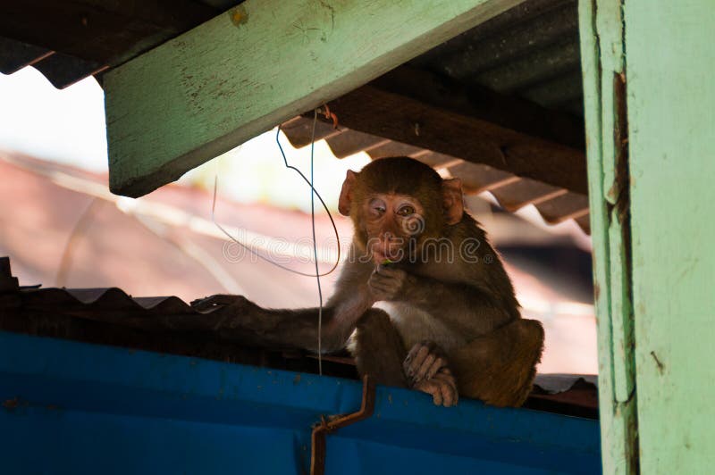 Macacos Bonitos, Macaco Engraçado Foto de Stock - Imagem de feio, cena:  73538030