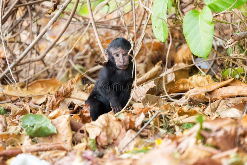 Retrato em macaco imagem de stock. Imagem de macaco - 171038437