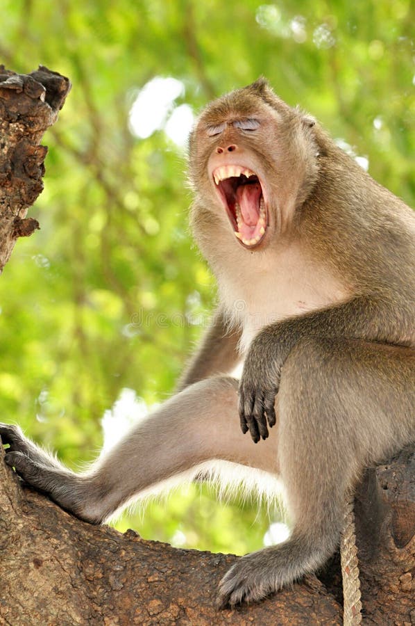 Macacos engraçados foto de stock. Imagem de tailândia - 58005822