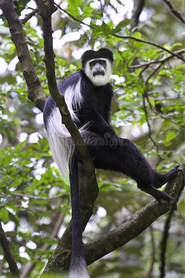 19,594 Fotos de Stock de Macaco Branco Da Cara - Fotos de Stock