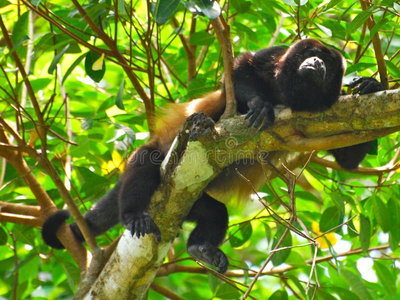 Macaco de Howler envolvido imagem de stock Macaco de Howler envolvido imagem de stock
