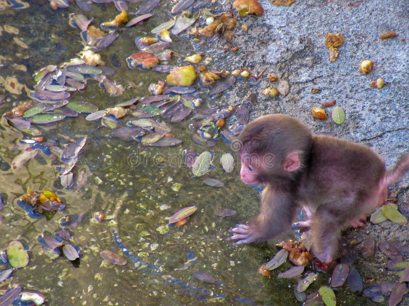 Macacos fofos se juntam para sair na foto em parque no Japão - Animais -  Extra Online