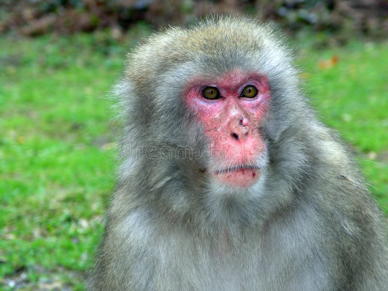 Macaco macaco foto de stock