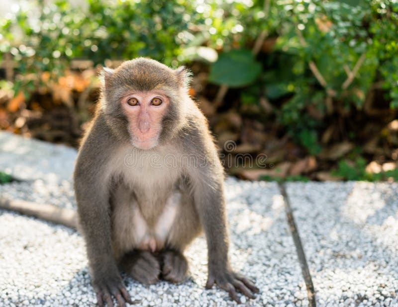 Macaco de macaque Formosan taiwanês selvagem da rocha imagem de stock Macaco de macaque Formosan taiwanês selvagem da rocha imagem de stock