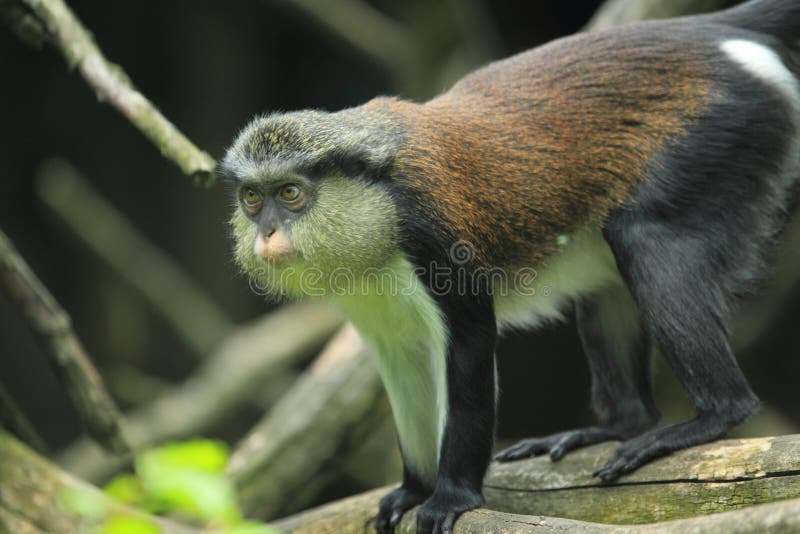 Macaco de Mona fotos de stock royalty free Macaco de Mona fotos de stock royalty free