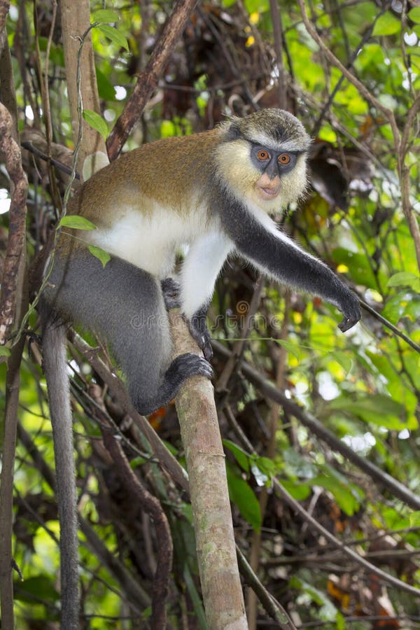 Macaco de Mona (Cercopithecus Mona) em uma árvore fotos de stock Macaco de Mona (Cercopithecus Mona) em uma árvore fotos de stock