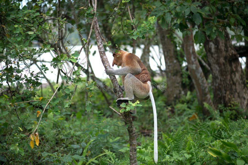 Macacos Bonitos, Macaco Engraçado Foto de Stock - Imagem de feio, cena:  73538030