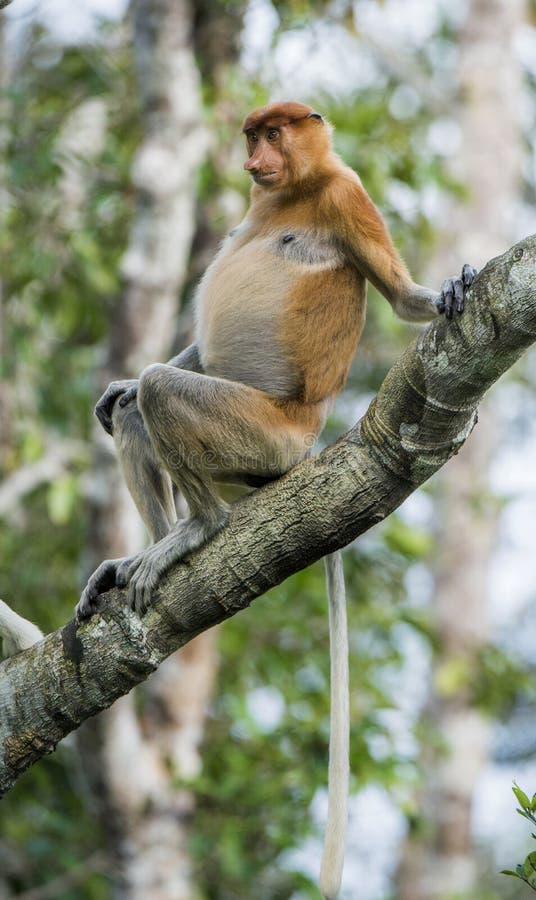 Macacos Bonitos, Macaco Engraçado Foto de Stock - Imagem de feio, cena:  73538030