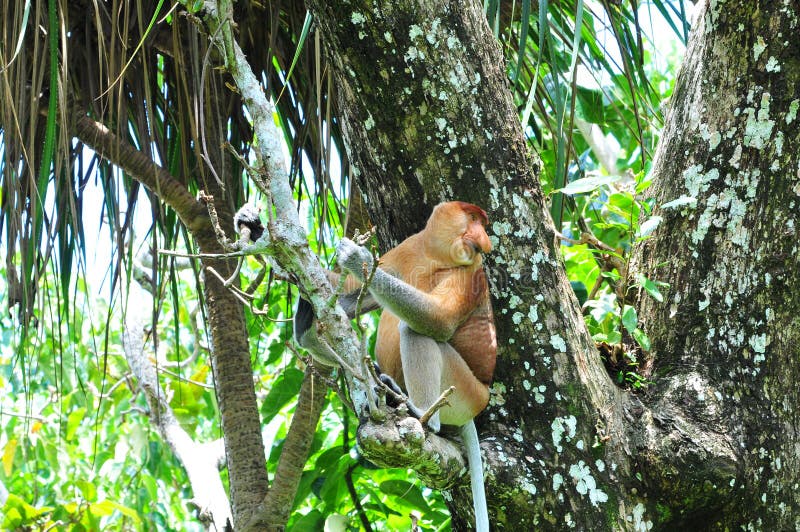 Macacos Bonitos, Macaco Engraçado Foto de Stock - Imagem de feio, cena:  73538030