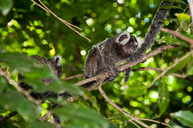 Macaco sagui em estado selvagem no rio de janeiro brasil