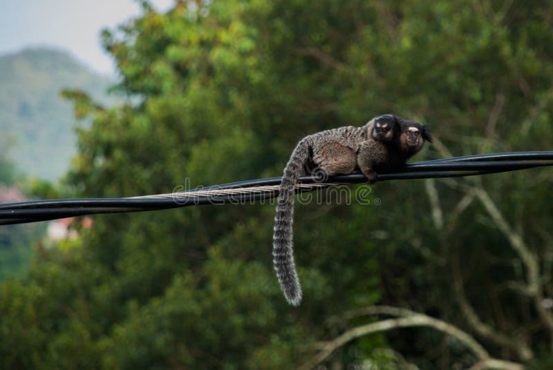 245 Fotos de Stock de Macaco Sagui - Fotos de Stock Gratuitas e Sem  Fidelização a partir da Dreamstime