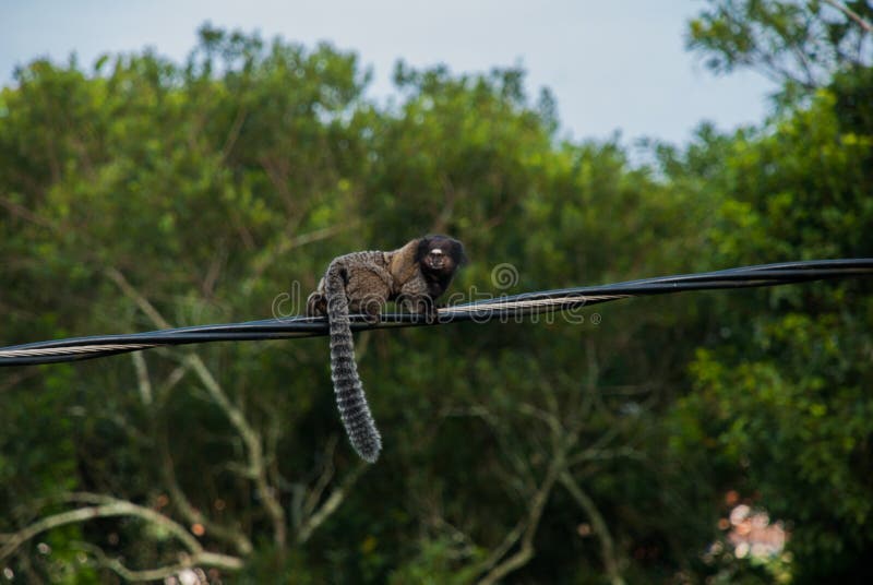 Sagui de tufo branco callithrix jacchus pequeno macaco que habita as  florestas brasileiras