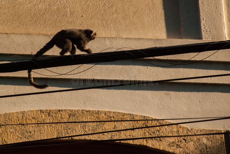 245 Fotos de Stock de Macaco Sagui - Fotos de Stock Gratuitas e Sem  Fidelização a partir da Dreamstime