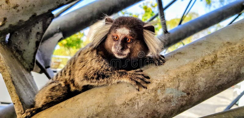 Macaco De Sagui Ou De Sagui Imagem de Stock - Imagem de brasil,  naturalizado: 146655377