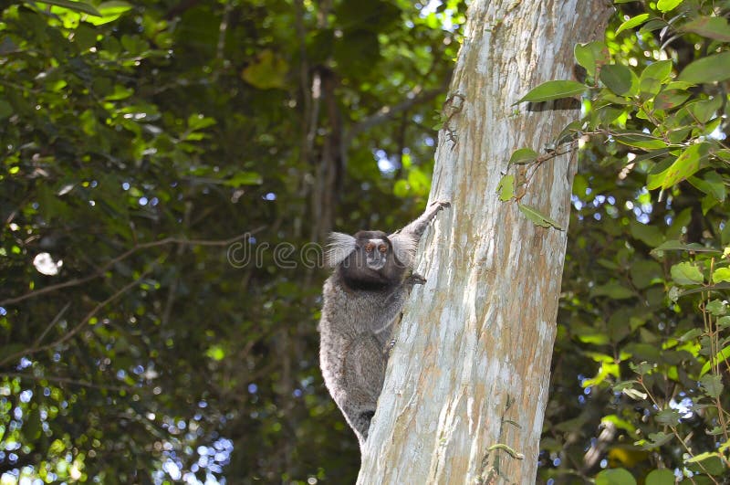 Macaco Sagui Na Floresta Tropical Do Rio De Janeiro Foto de Stock - Imagem  de habitat, exterior: 255482272